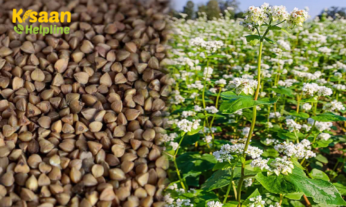 Buckwheat Millet (कुट्टू की खेती) Buckwheat Millet (कुट्टू की खेती)